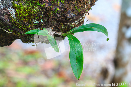 Image of orchid in forest