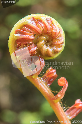 Image of Spiral green leaf