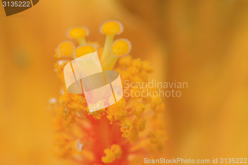 Image of Hibiscus flowers are a genus of flowering plants in the mallow f