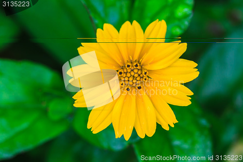 Image of Singapore Daisy in the the garden