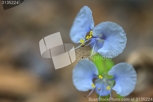 Image of beautiful wild flower in forest