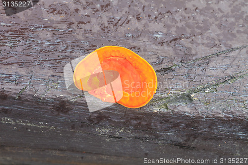 Image of close up mushroom in deep forest