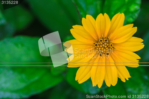 Image of Singapore Daisy in the the garden