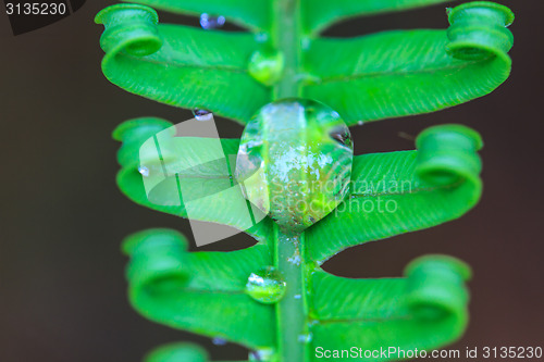 Image of water drops on green fern leaves
