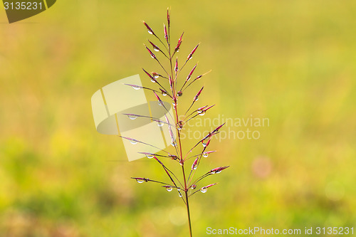 Image of water drops on the green grass 