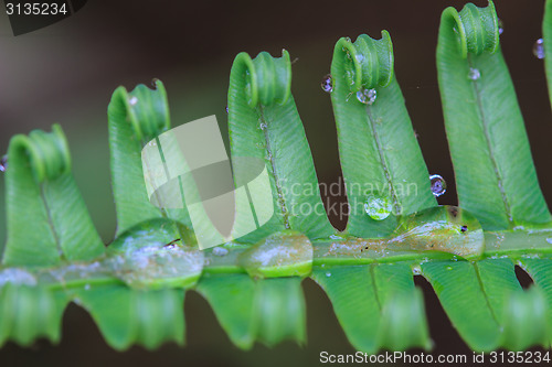 Image of water drops on green fern leaves