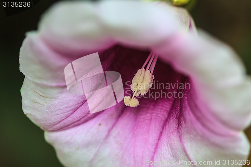 Image of Morning glory flowers