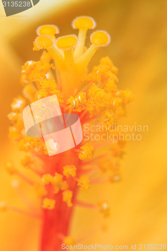 Image of Hibiscus flowers are a genus of flowering plants in the mallow f