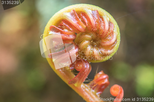 Image of Spiral green leaf