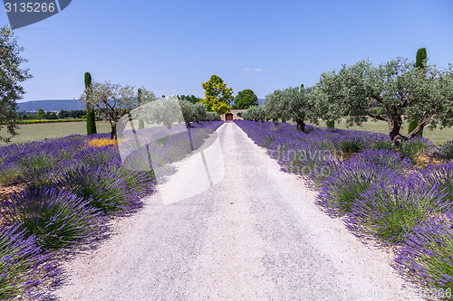 Image of Lavander garden