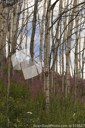 Image of Forested Hill with Flowers