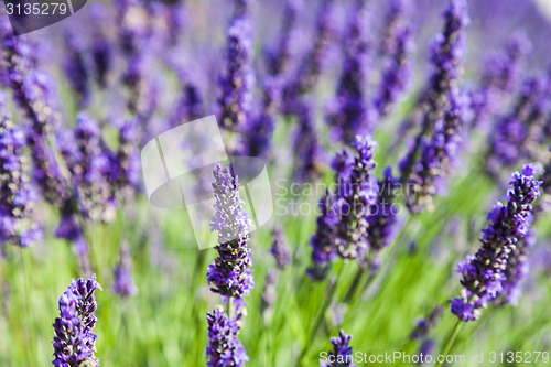 Image of Lavander field