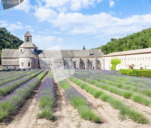 Image of Lavander field