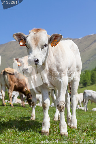 Image of Free calf on Italian Alps