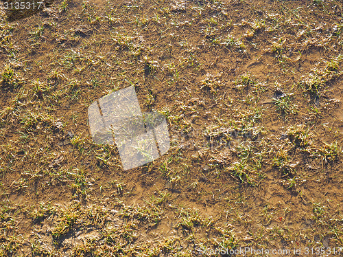 Image of Marshland background