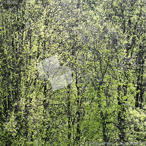 Image of green tree foliage