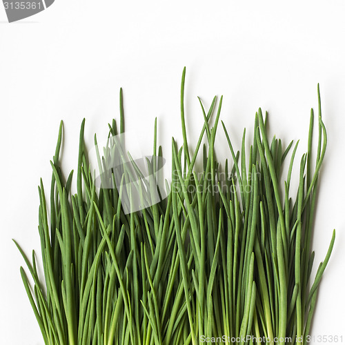 Image of Fresh chives in pot near the window