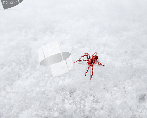 Image of small red spider on frosty surface