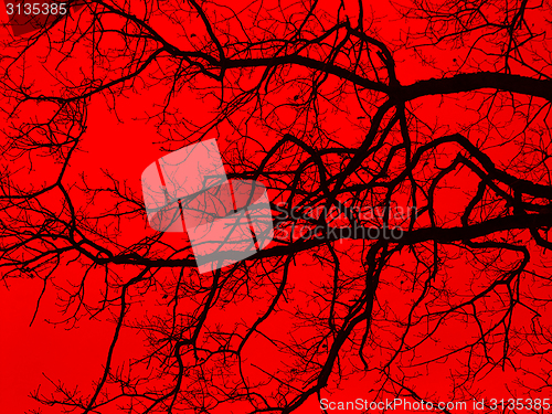 Image of bough and twigs in red back