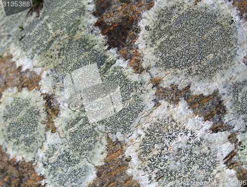 Image of lichen closeup