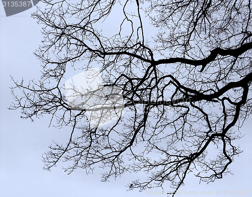 Image of bough and twigs