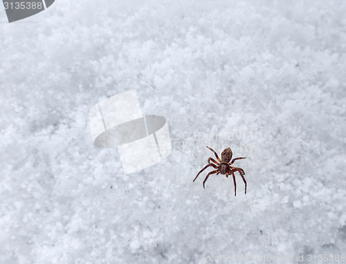 Image of small spider on frosty surface