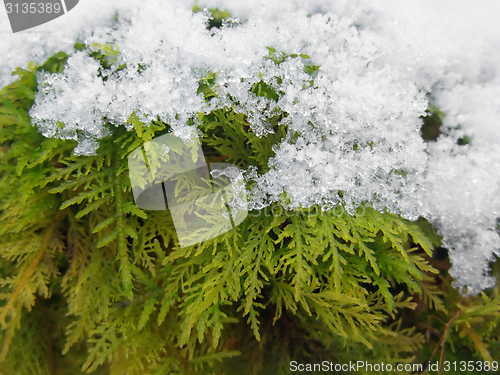 Image of snow covered moss