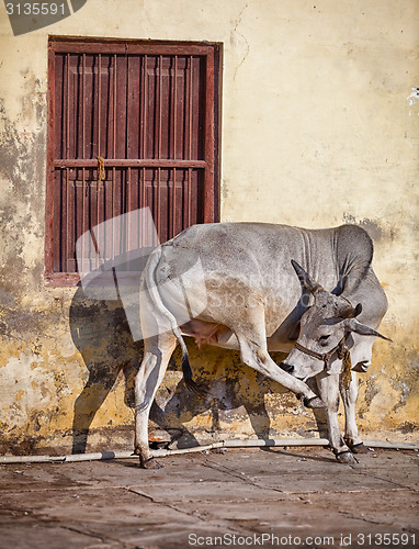 Image of Cow on the street of Indian town - Udaipur