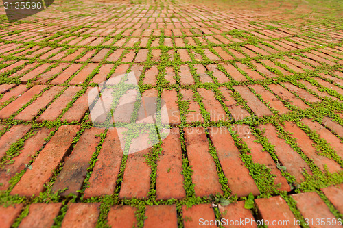 Image of Brick Pavers Outlined by Green Plants Growing Between