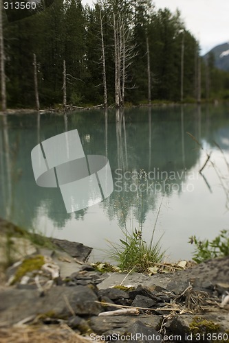 Image of Tree and grass on the lake