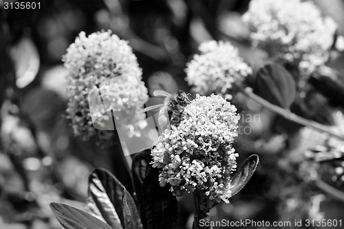 Image of Honeybee collecting pollen on a ceanothus