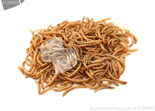 Image of Dried mealworms