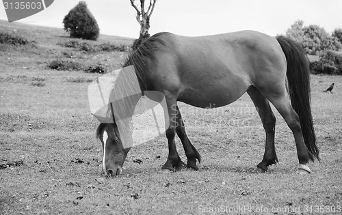 Image of Bay pony in foal grazing in the New Forest