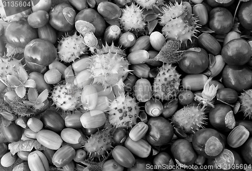 Image of Autumnal conkers, acorns, beechnuts and cobnuts