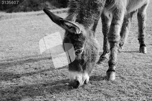 Image of Friendly donkey grazing in the New Forest
