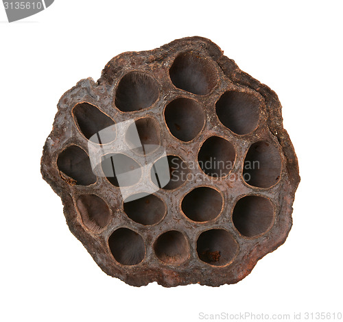 Image of Dried lotus seed head