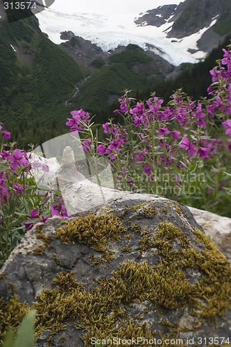 Image of Log in flowers