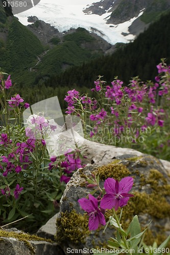 Image of Fireweed around the log