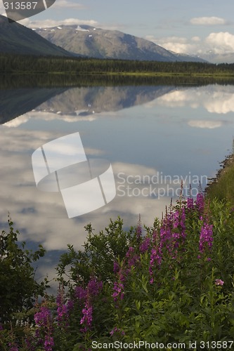 Image of Fireweed, lake and mountains - summer Alaska