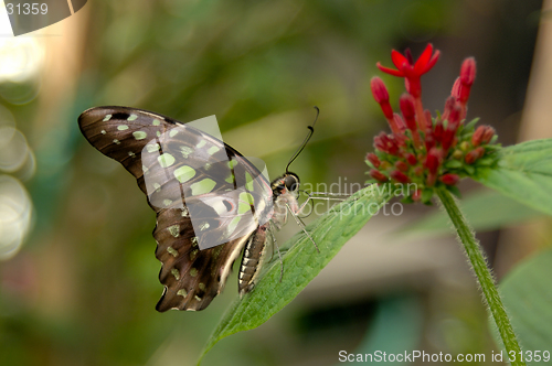 Image of Malachite Butterfly