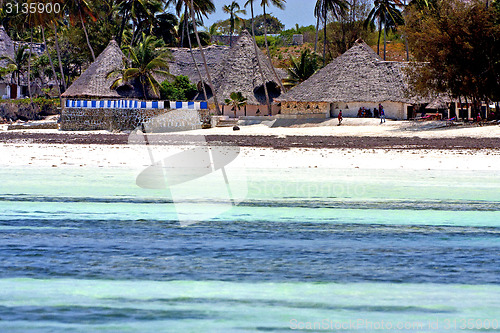 Image of seaweed beach   in zanzibar  home  and sailing