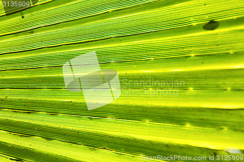 Image of abstract green leaf in blur