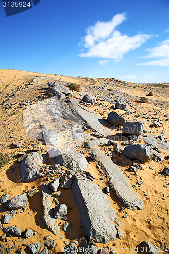 Image of  bush old fossil in  the   stone sky