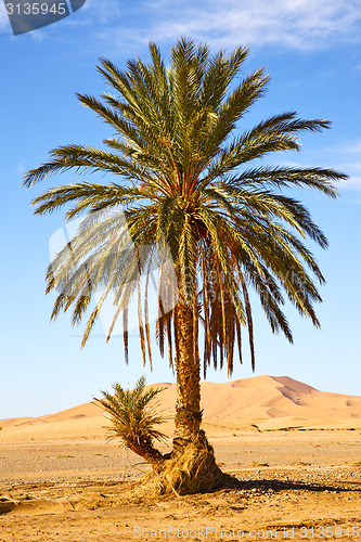 Image of palm in the   