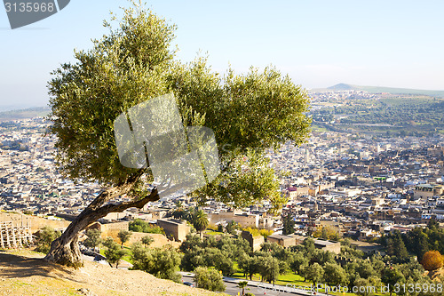 Image of from high in the village morocco tree