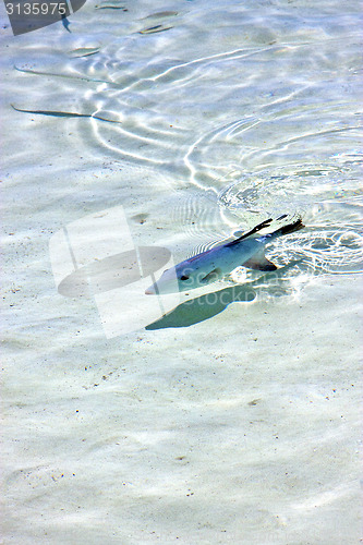 Image of little fish   isla contoy         in  roath  drop sunny day  wav