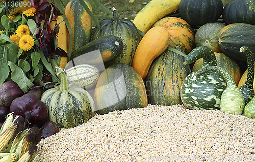 Image of Varieties of pumpkins and squashes
