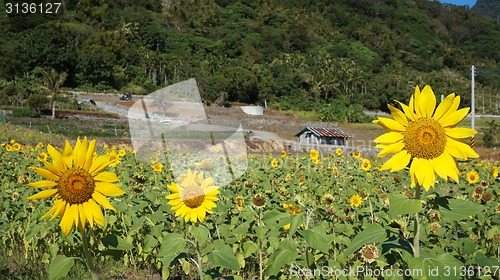 Image of Sunflower field with sunny summer sky