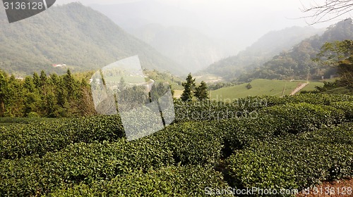 Image of Tea Plantation on highland