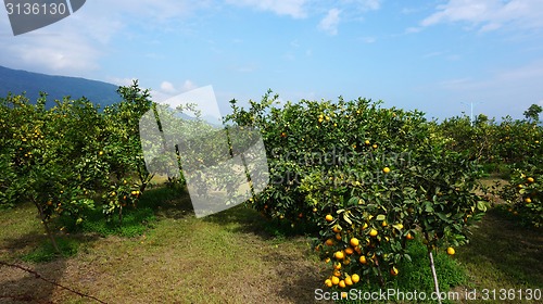 Image of Beautiful orange groves